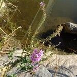 Lythrum salicaria Habitat