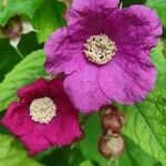 Rubus odoratus Flor