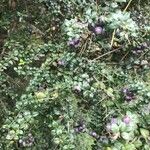 Rhaphithamnus spinosus Fruto