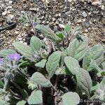 Phacelia cephalotes Συνήθη χαρακτηριστικά