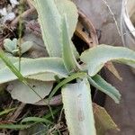 Kalanchoe gastonis-bonnieri Levél