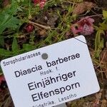 Diascia barberae Beste bat