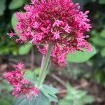 Valeriana lecoqii Other