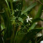 Jasminum grandiflorum 花