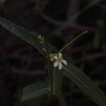 Caperonia castaneifolia Floare
