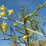 Parkinsonia microphylla ᱥᱟᱠᱟᱢ