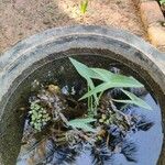 Sagittaria sagittifolia Leht