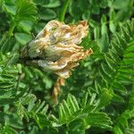 Astragalus danicus Frucht