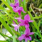 Dendrobium bigibbum Flower