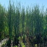 Typha × glauca Leaf