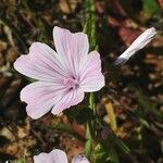 Malva hispanica 花