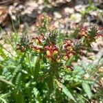 Pedicularis canadensis ফুল