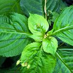 Impatiens parviflora Blatt