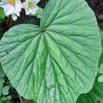 Begonia rubricaulis Hoja