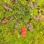 Erodium botrys Leaf
