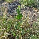Sidastrum micranthum Habit