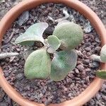 Kalanchoe orgyalis Folha