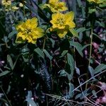 Euphorbia verrucosa Flower