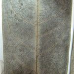 Guatteria pannosa Други