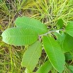 Parinari capensis Leaf