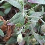 Silene baccifera Hoja