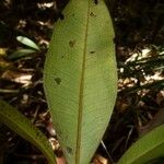 Tristaniopsis reticulata Leaf