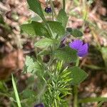 Aubrieta deltoidea 葉