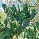 Opuntia elata Feuille