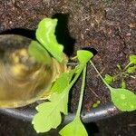 Papaver rhoeas Leaf
