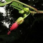 Malvaviscus arboreus Çiçek