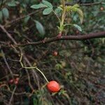 Rosa multiflora Habitus