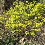 Euphorbia segetalis ফুল