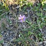 Sisyrinchium rosulatum Цветок