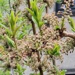 Coriaria japonica Flower