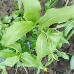 Polygonatum latifolium Deilen