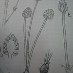 Mabea speciosa Otro