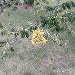 Caesalpinia spinosa Flower