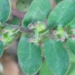 Euphorbia prostrata फूल