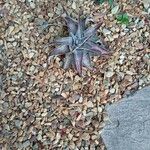 Dyckia marnier-lapostollei