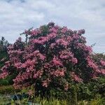 Ceiba speciosa موطن