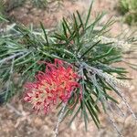 Grevillea banksiiFlower