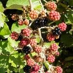 Rubus ulmifolius Fruchs