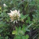 Trifolium hirtum Floro