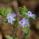 Veronica dillenii Floare