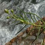 Spergularia media Leaf