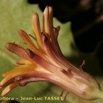 Taraxacum besarabicum Flower