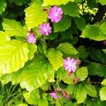 Silene pendulaFlower