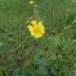 Ranunculus canus Цвят