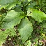 Arisaema triphyllumΦύλλο