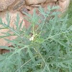 Parthenium hysterophorus Flower